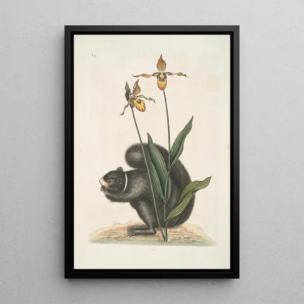 Sciurus Niger L'Ècureuil Noir Calceolus Le Sabot de Vénus - Mark Catesby — framed artwork on a wall
