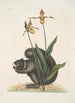 Sciurus Niger L'Ècureuil Noir Calceolus Le Sabot de Vénus - Mark Catesby — artwork view