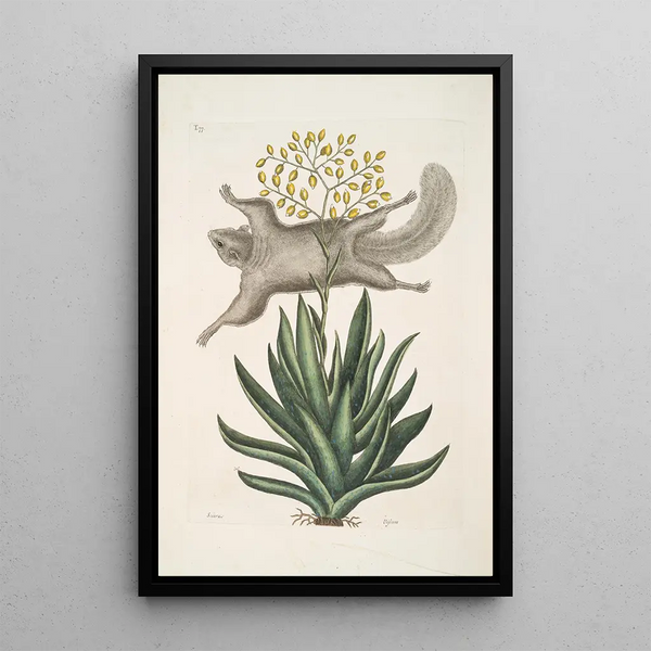 Flying Squirrel Viscum Painting - Mark Catesby — framed artwork on a wall