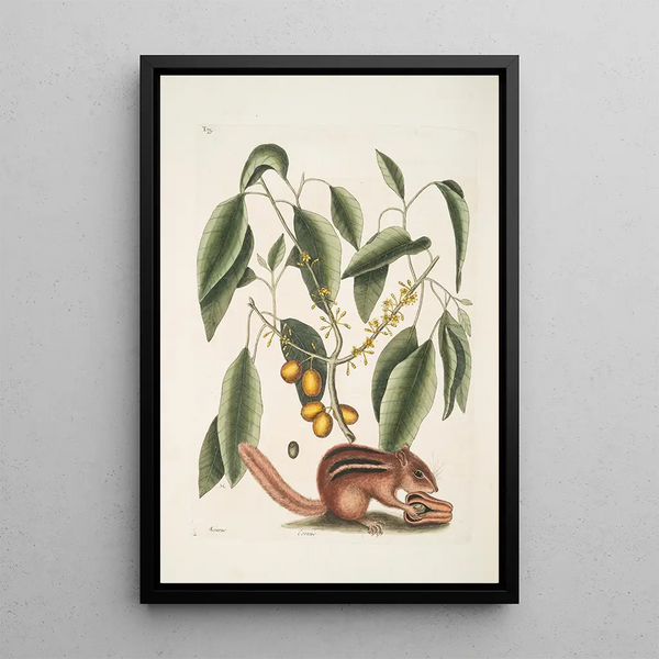 Sciurus L'Écureuil Terrestre Cornus L'Arbre à Mastic - Mark Catesby — framed artwork on a wall