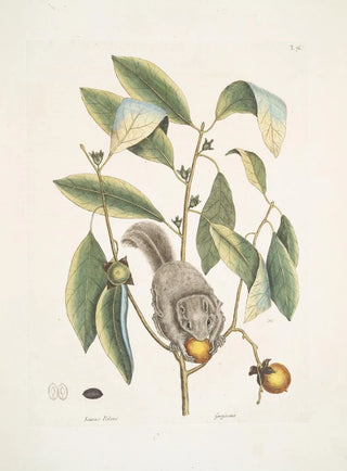 Mark Catesby - Sciurus Volans The FlyingSquirrel Guajacana.webp