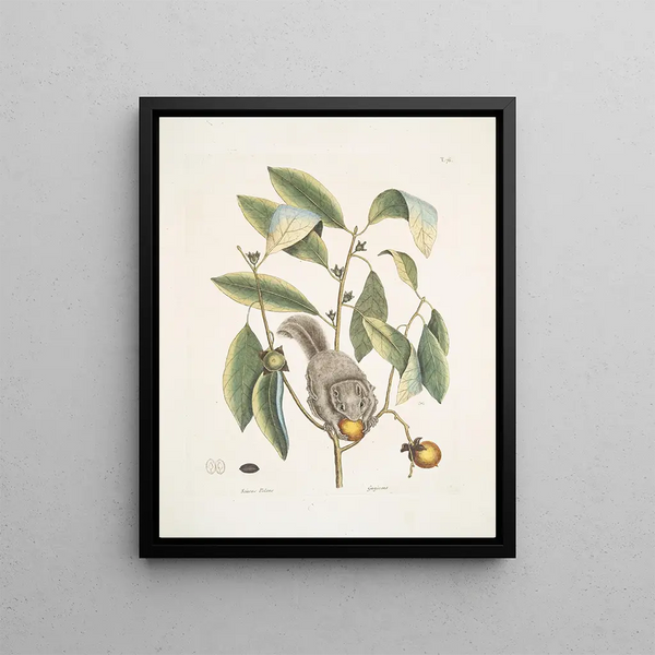 Squirrel volant Squirrel volant - Mark Catesby — framed artwork on a wall