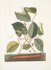 Scolopendra Hamamelis - Mark Catesby — artwork view