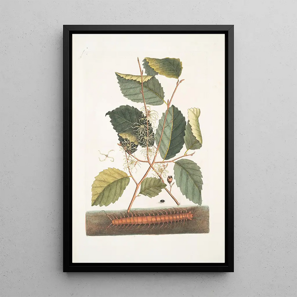 Scolopendra Hamamelis - Mark Catesby — framed artwork on a wall