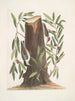 Sittelle à tête noire The oak of the willows of the Highlands Sittelle à tête brune The little Sittelle - Mark Catesby — artwork view