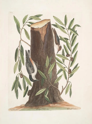 Mark Catesby - Sitta capite nigro The Nuthatch Luercus humilior The Highland Willow Oak Sitta capite fusco The Small Nuthatch.webp