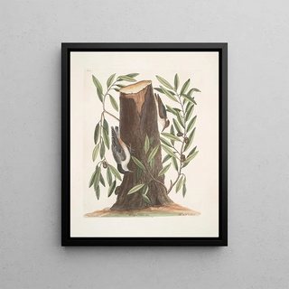 Mark Catesby - Sitta capite nigro The Nuthatch Luercus humilior The Highland Willow Oak Sitta capite fusco The Small Nuthatch.webp
