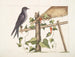 Smilax c. Hirundo purpurea, the Purple Martin - Mark Catesby — artwork view