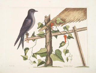 Smilax c. Hirundo purpurea, the Purple Martin - Mark Catesby — artwork view