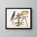 Smilax c. Hirundo purpurea, the Purple Martin - Mark Catesby — framed artwork on a wall