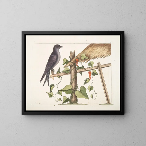 Smilax c. Hirundo purpurea, the Purple Martin - Mark Catesby — framed artwork on a wall