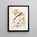 Smilax c Muscicapa cristata The Crested Flycatcher - Mark Catesby — framed artwork on a wall