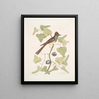 Mark Catesby - Smilax c Muscicapa cristata The crested Flycatcher.webp