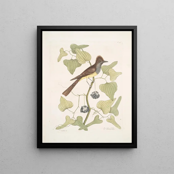 Smilax c Muscicapa cristata The Crested Flycatcher - Mark Catesby — framed artwork on a wall