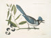 Smilax lisse, laurier à feuilles non dentées, baies noires, le Smilax à feuilles de laurier, Pica cristata carulea, le Geai huppé bleu - Mark Catesby — artwork view