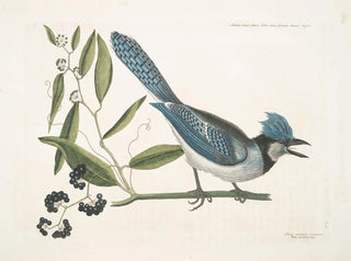 Smilax lisse, laurier à feuilles non dentées, baies noires, le Smilax à feuilles de laurier, Pica cristata carulea, le Geai huppé bleu - Mark Catesby — artwork view