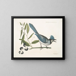 Smilax lisse, laurier à feuilles non dentées, baies noires, le Smilax à feuilles de laurier, Pica cristata carulea, le Geai huppé bleu - Mark Catesby — framed artwork on a wall
