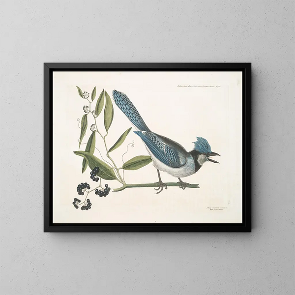 Smilax lisse, laurier à feuilles non dentées, baies noires, le Smilax à feuilles de laurier, Pica cristata carulea, le Geai huppé bleu - Mark Catesby — framed artwork on a wall