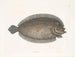 Solea lunata - Mark Catesby — artwork view