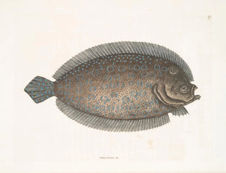 Solea lunata - Mark Catesby — artwork view