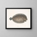 Solea lunata - Mark Catesby — framed artwork on a wall