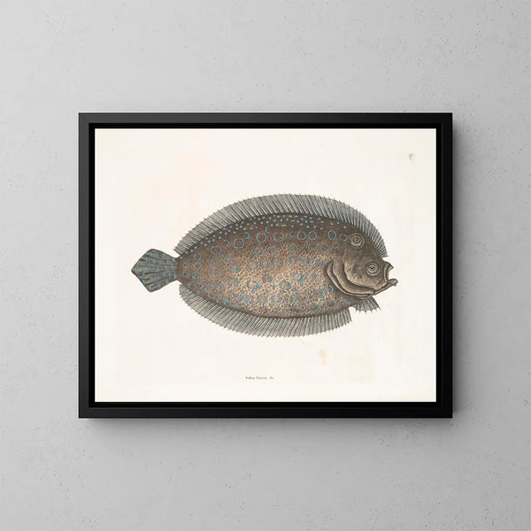 Solea lunata - Mark Catesby — framed artwork on a wall