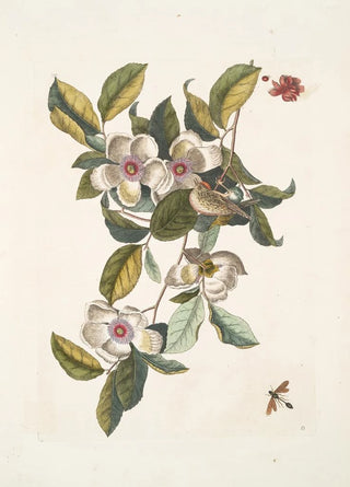 Mark Catesby - Steuartia Regulus Cristatus Vespa Ichneumon.webp