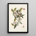 Steuartia Regulus Cristatus Vespa Ichneumon - Mark Catesby — framed artwork on a wall