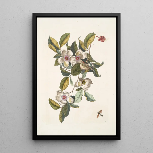 Steuartia Regulus Cristatus Vespa Ichneumon - Mark Catesby — framed artwork on a wall