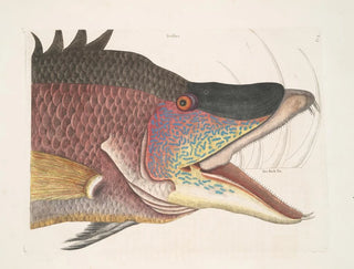 The large hogfish - Mark Catesby — artwork view