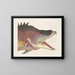 The large hogfish - Mark Catesby — framed artwork on a wall