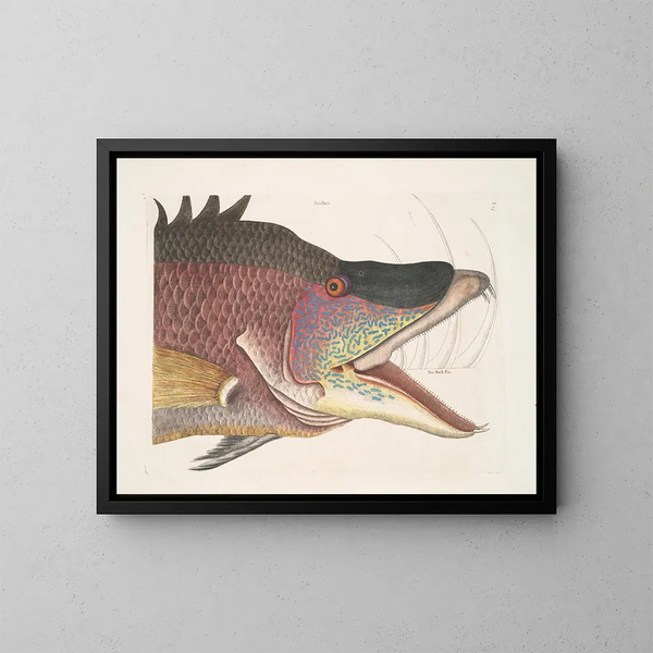 The large hogfish - Mark Catesby — framed artwork on a wall