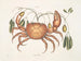 Tapie et cancer terrestre, le crabe de terre - Mark Catesby — artwork view