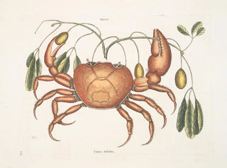 Tapie et cancer terrestre, le crabe de terre - Mark Catesby — artwork view
