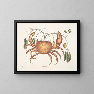 Tapie et cancer terrestre, le crabe de terre - Mark Catesby — framed artwork on a wall