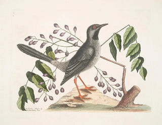 L'arbre Gumelimy - Mark Catesby — artwork view
