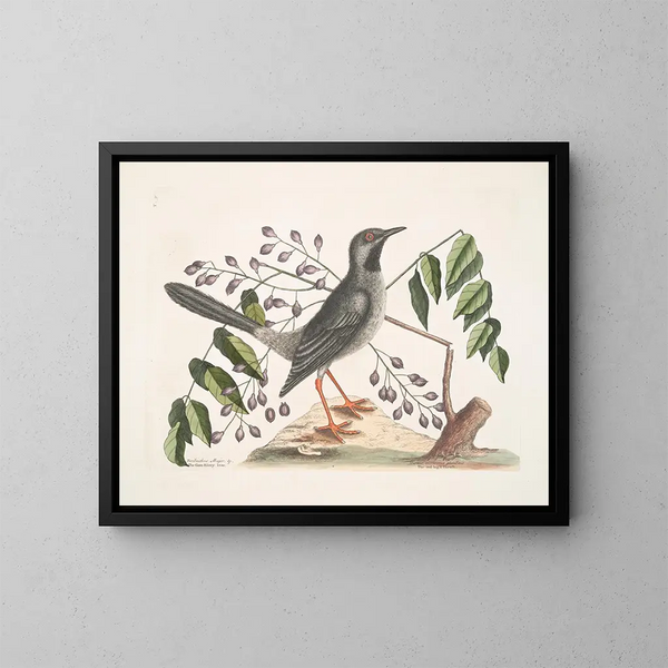 L'arbre Gumelimy - Mark Catesby — framed artwork on a wall