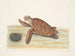 Tortue caouanne - Mark Catesby — artwork view