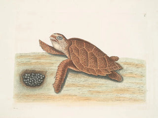 Tortue caouanne - Mark Catesby — artwork view