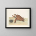 Tortue caouanne - Mark Catesby — framed artwork on a wall