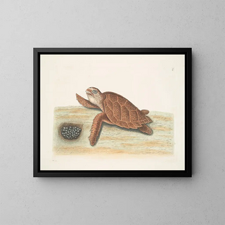 Tortue caouanne - Mark Catesby — framed artwork on a wall