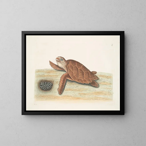 Tortue caouanne - Mark Catesby — framed artwork on a wall