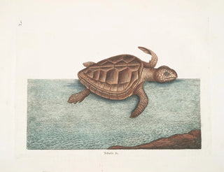La tortue caouanne - Mark Catesby — artwork view