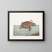 La tortue caouanne - Mark Catesby — framed artwork on a wall