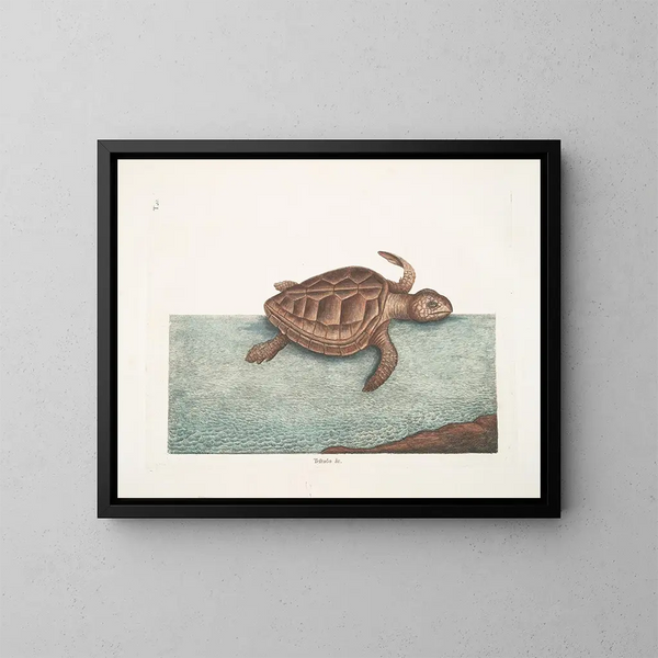 La tortue caouanne - Mark Catesby — framed artwork on a wall