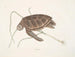 Turtle green - Mark Catesby — artwork view
