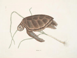 Turtle green - Mark Catesby — artwork view