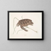 Turtle green - Mark Catesby — framed artwork on a wall