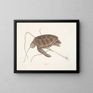 Turtle green - Mark Catesby — framed artwork on a wall
