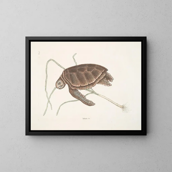 Turtle green - Mark Catesby — framed artwork on a wall